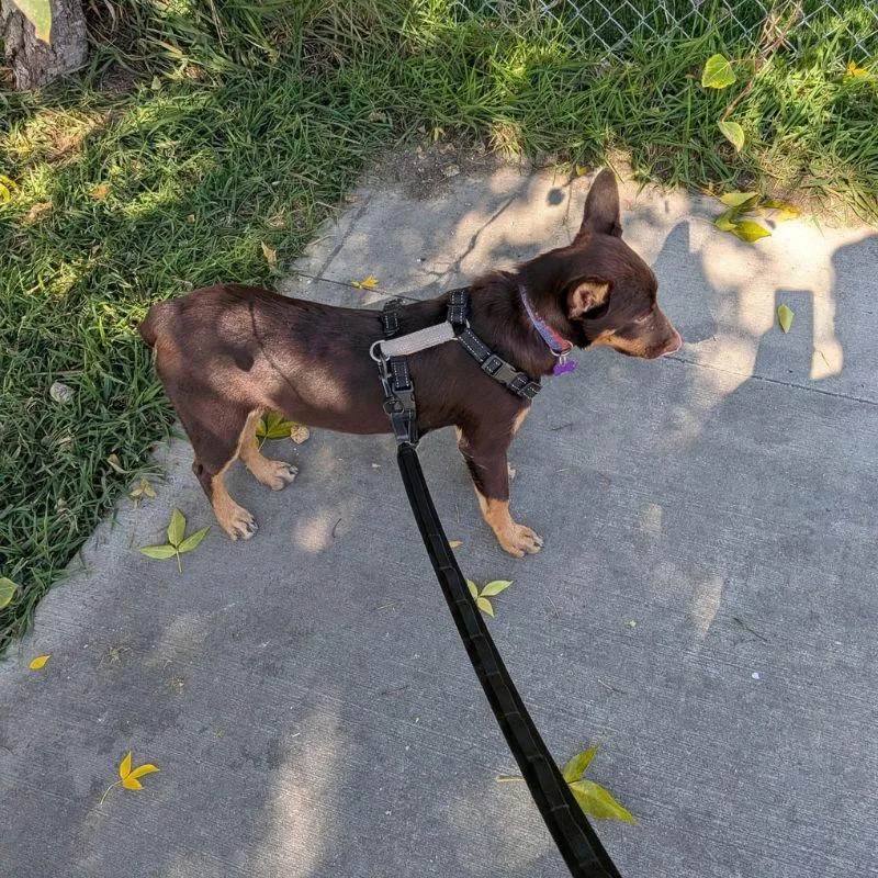 A young small-sized female Australian Cattle Dog / Blue Heeler named Chocolate Rain for adoption in Jackson, WY
