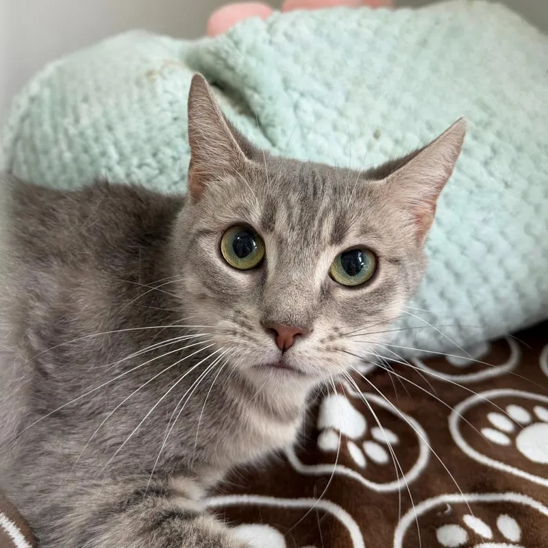 An adult medium-sized female Domestic Short Hair cat named Hoagie for adoption in State College, PA