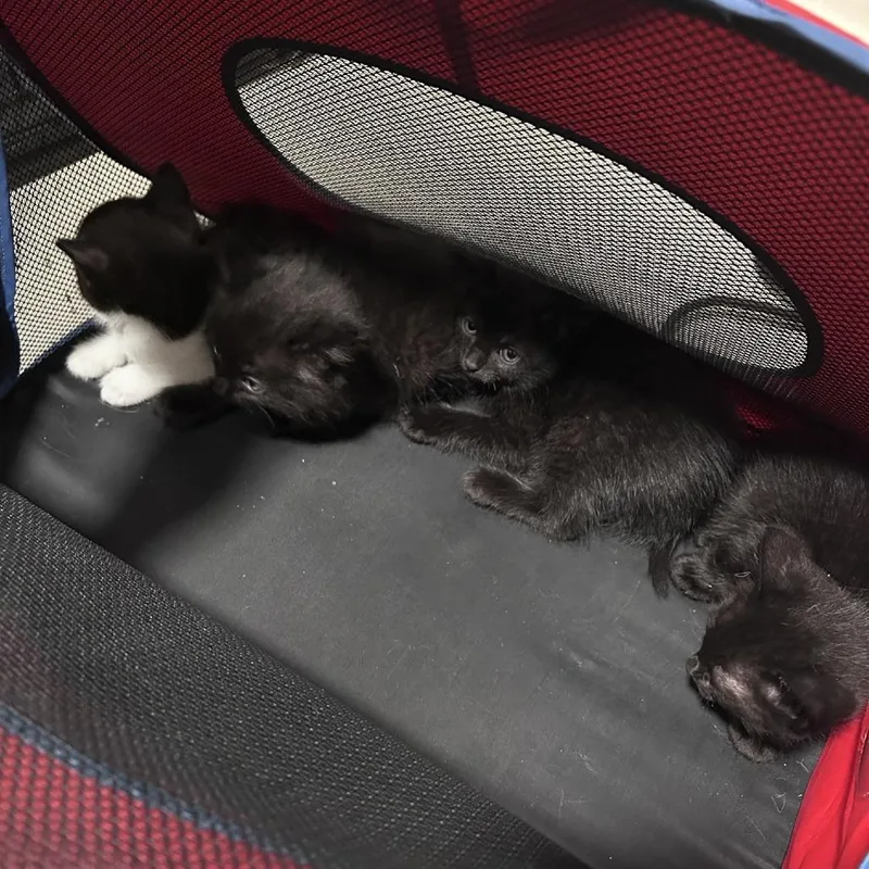 A baby small-sized male Black Domestic Medium Hair cat named Chonk Chino Hills Location for adoption in Chino Hills, CA