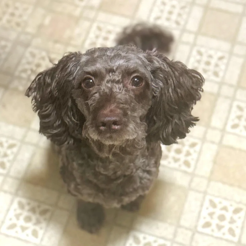 Brownie