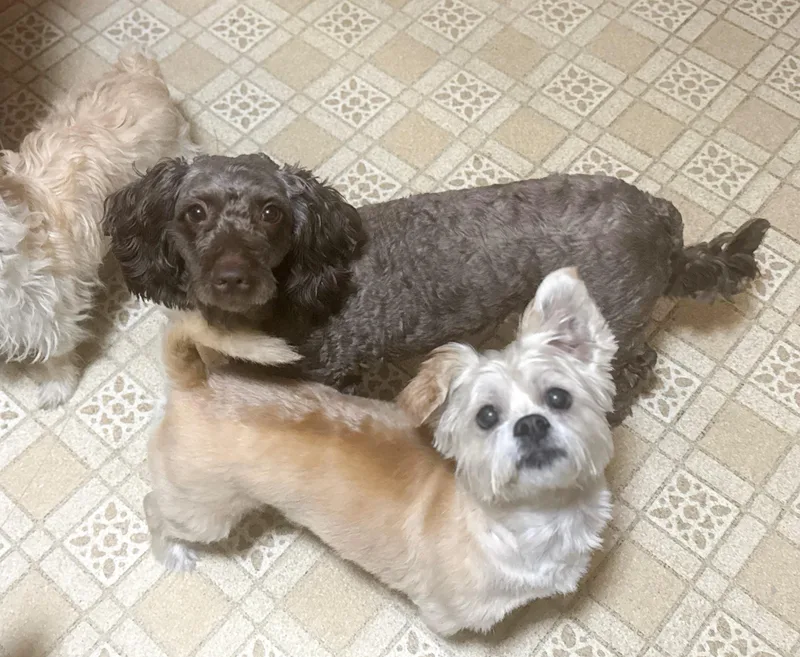 Brownie thumbnail 5