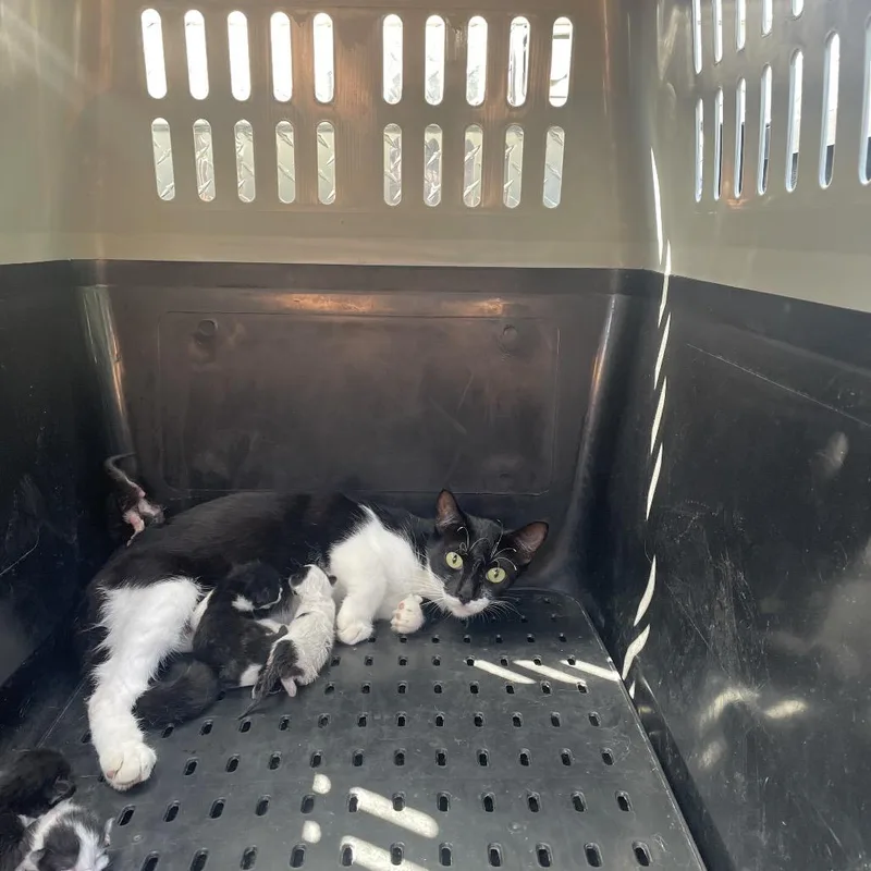 A young small-sized female Black Domestic Short Hair cat named Zinnia for adoption in Lake Jackson, TX