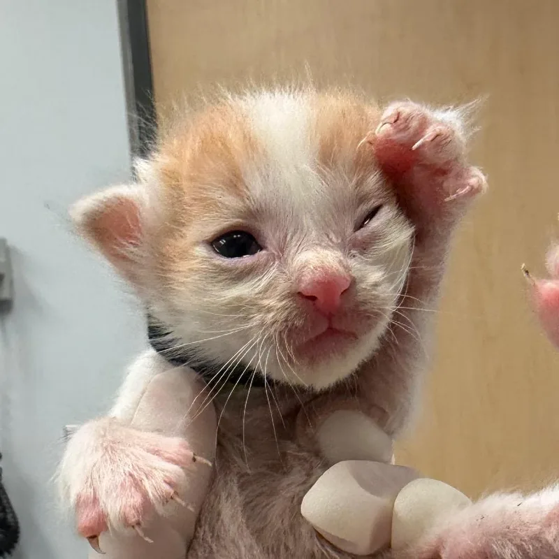 A baby small-sized male Domestic Short Hair cat named Koi for adoption in Jacksonville, FL