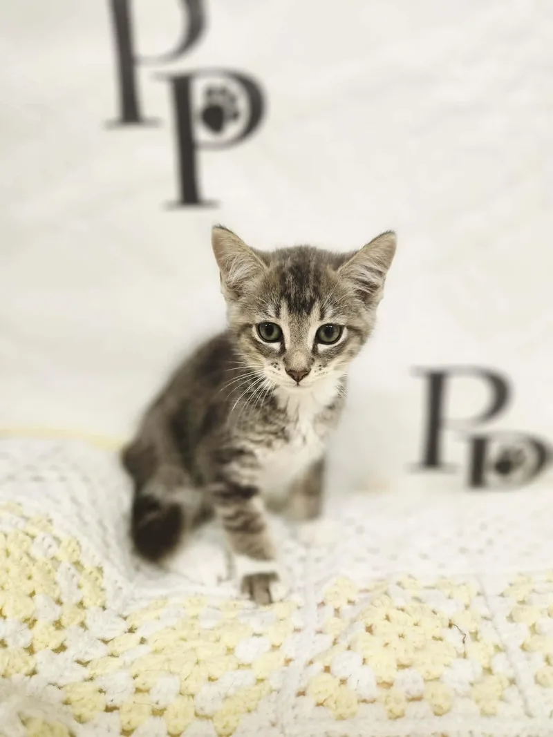 A baby medium-sized male Gray & White Domestic Short Hair cat named Blues for adoption in Social Circle, GA