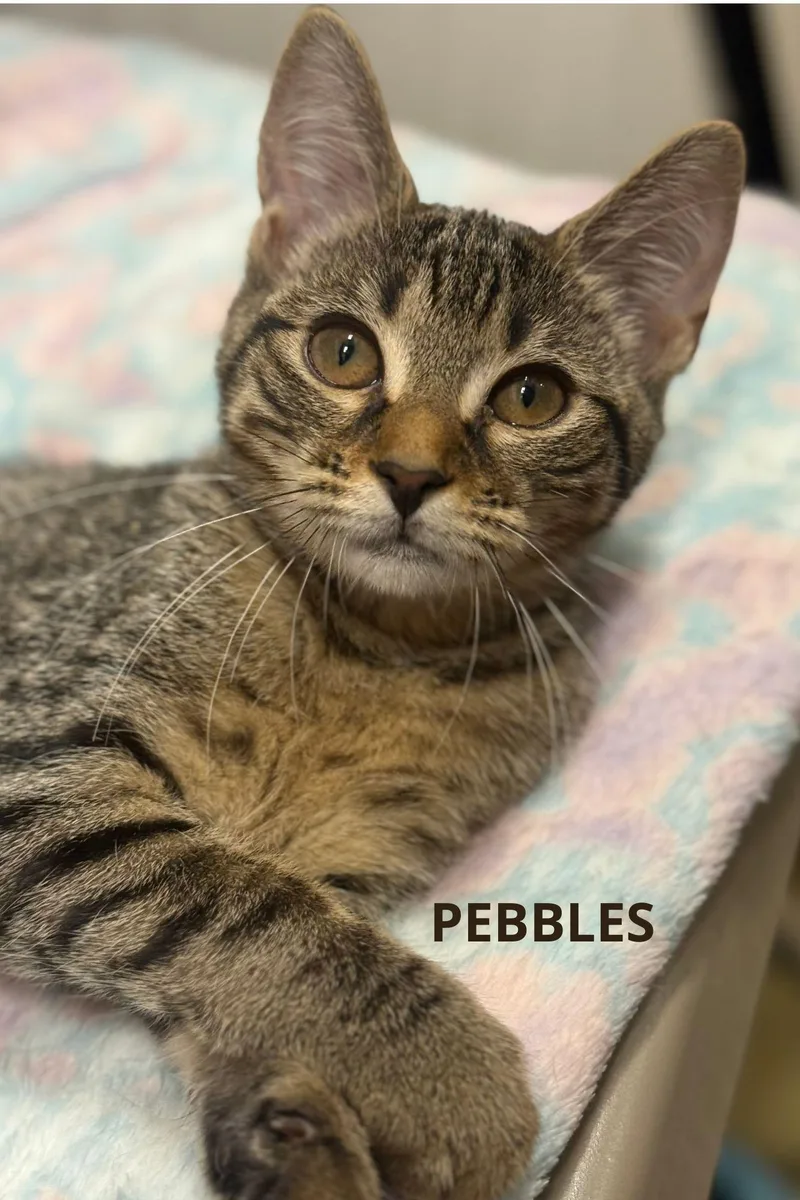 A young medium-sized female Tabby (Brown / Chocolate) American Shorthair cat named Pebbles for adoption in Marvin, NC