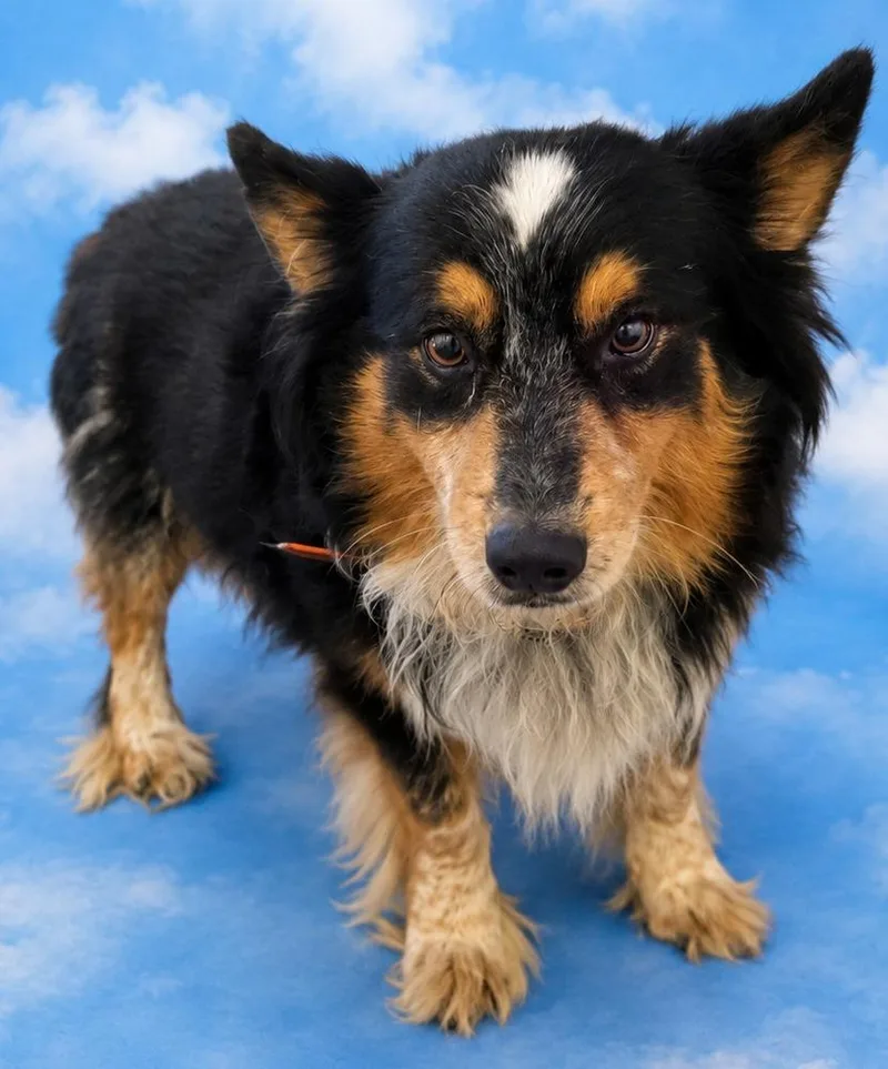 A young medium-sized male Corgi dog named Cord for adoption in Wauchula, FL