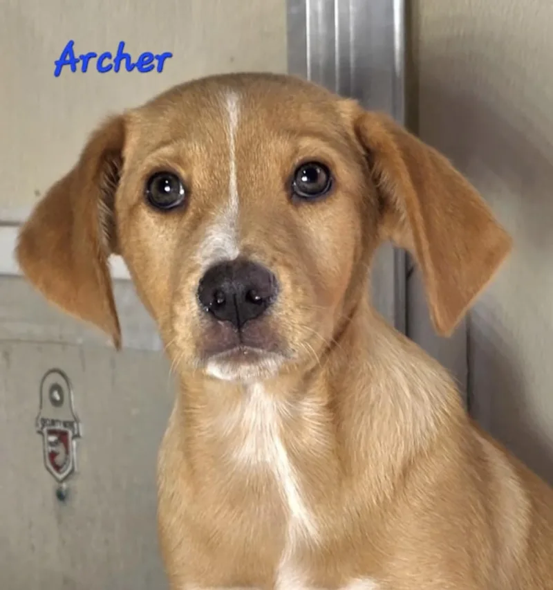 A baby medium-sized male Yellow / Tan / Blond / Fawn Labrador Retriever dog named Archer for adoption in Watertown, CT