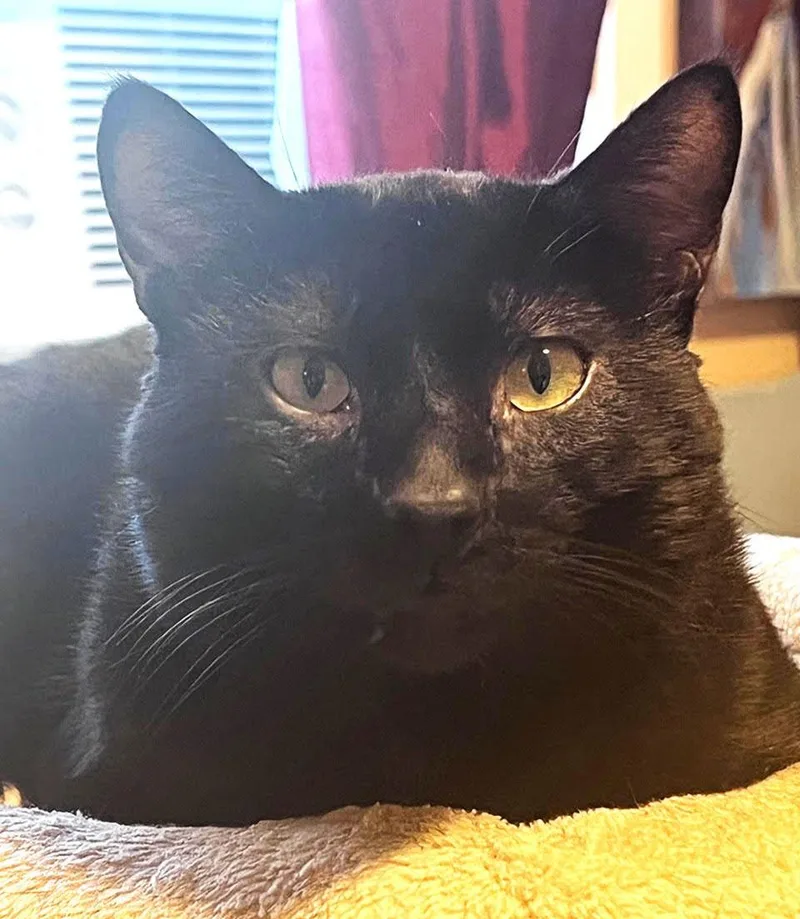 An adult medium-sized male Black Domestic Short Hair cat named Pye for adoption in San Jose, CA