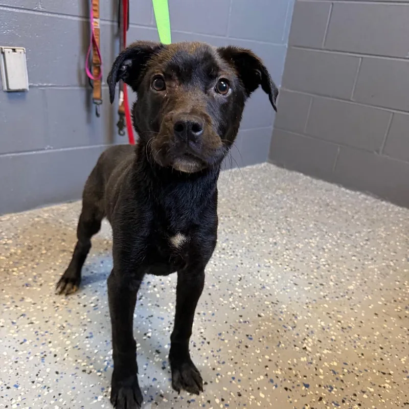 A baby small-sized female Black Black Labrador Retriever dog named Tuscstray for adoption in Tuscaloosa, AL