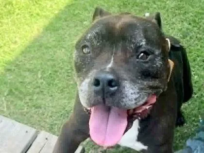 An adult large-sized male Black Mixed Breed dog named Pierre for adoption in Georgetown, TX