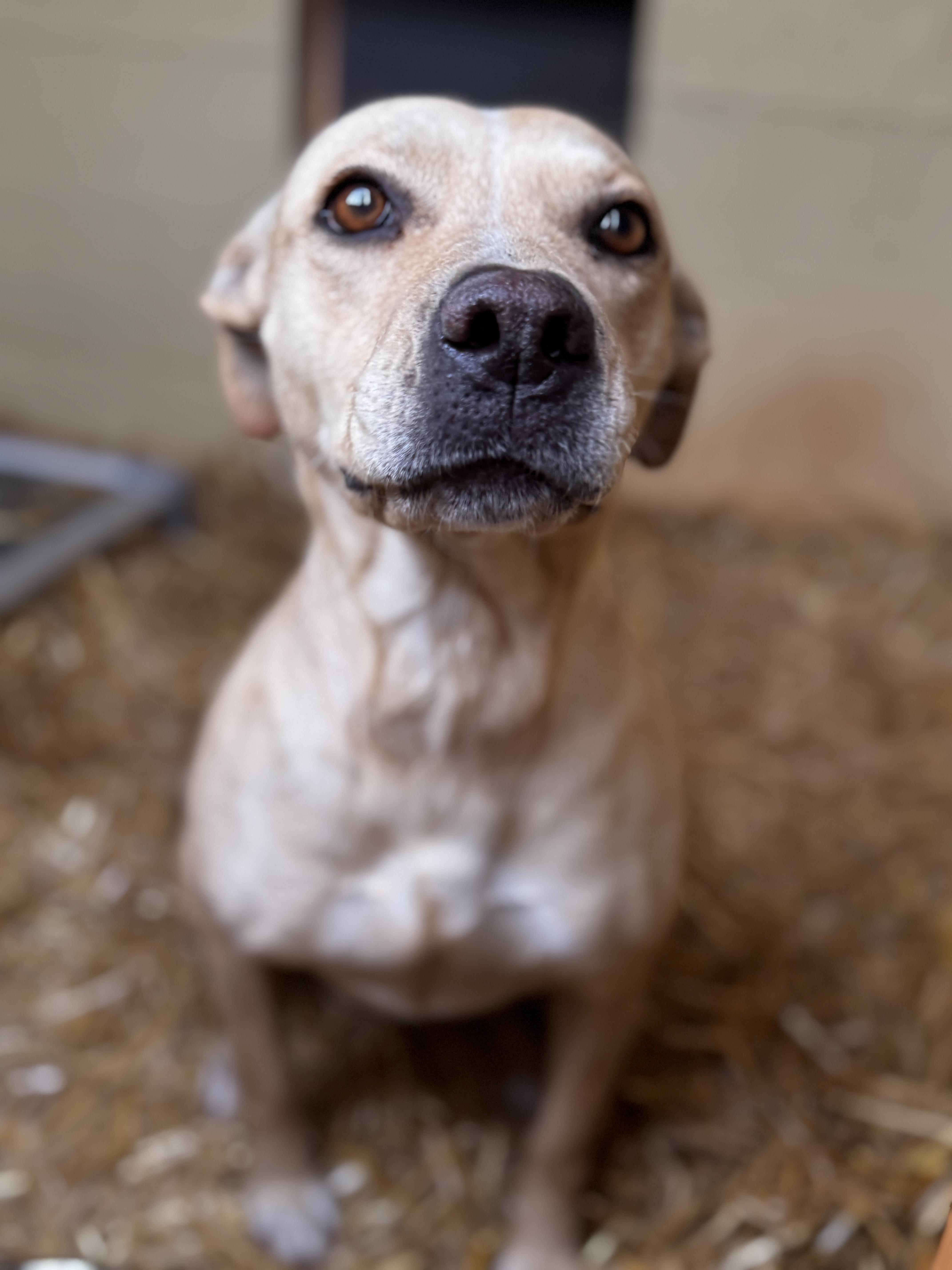 An adult medium-sized female White / Cream Labrador Retriever dog named Teeter for adoption in Danielsville, GA