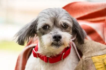 An adult small-sized female Mixed Breed dog named Lotus for adoption in West Chester, PA