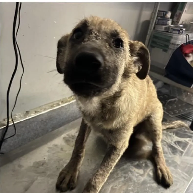 A baby large-sized female Yellow / Tan / Blond / Fawn German Shepherd Dog named Dolly for adoption in Castle Pines, CO