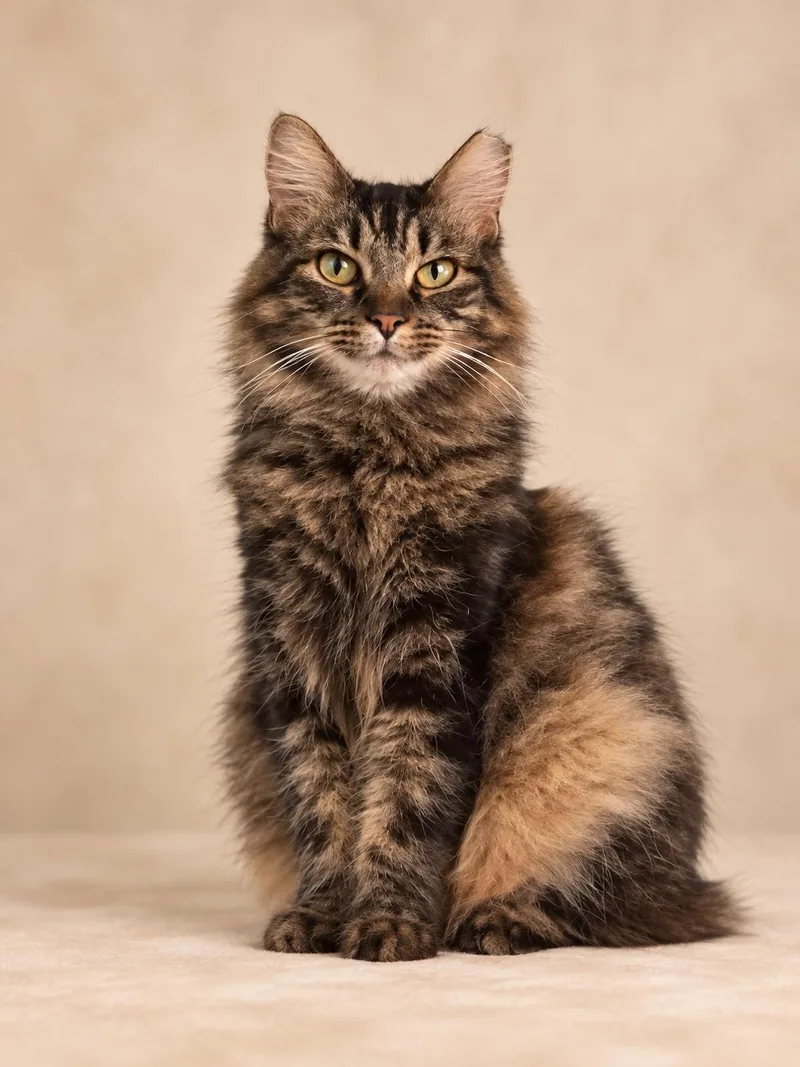 An adult medium-sized female Domestic Long Hair cat named Santana for adoption in Lincoln, IL