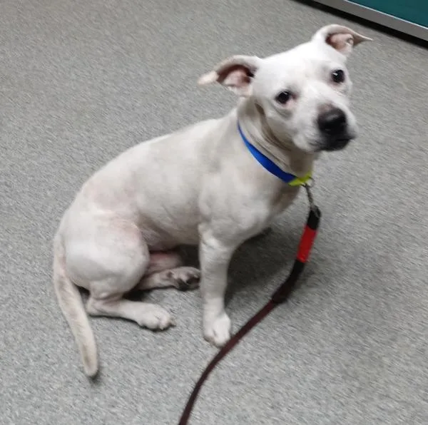 An adult small-sized male Staffordshire Bull Terrier dog named Booboo for adoption in Escondido, CA