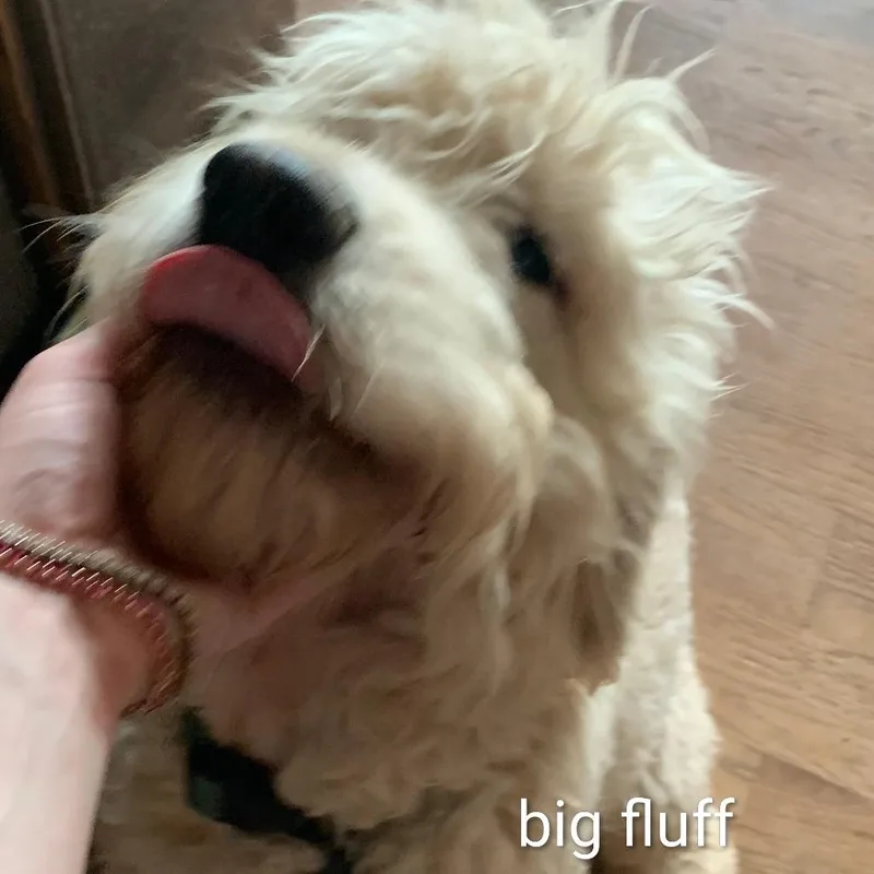 Big Fluff