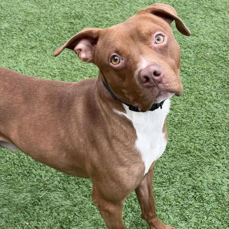 An adult medium-sized male Brown / Chocolate Mixed Breed dog named Squirrely for adoption in Matteson, IL