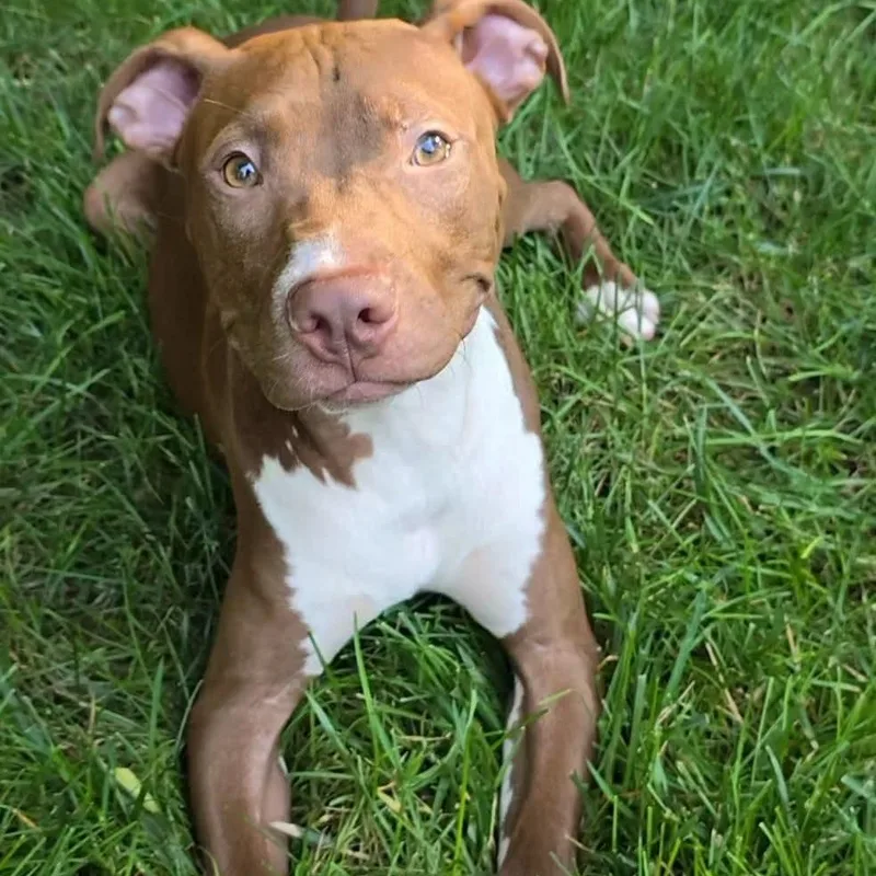 A baby medium-sized male Pit Bull Terrier dog named Crash"Kash" for adoption in East Peoria, IL