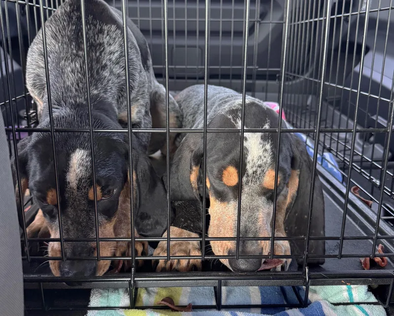A baby large-sized female Bluetick Coonhound dog named Pearl for adoption in Leawood, KS