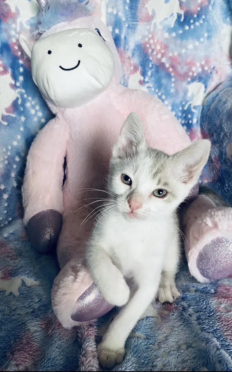 A young medium-sized female Gray & White Domestic Short Hair cat named Gretel for adoption in Riverside, CA