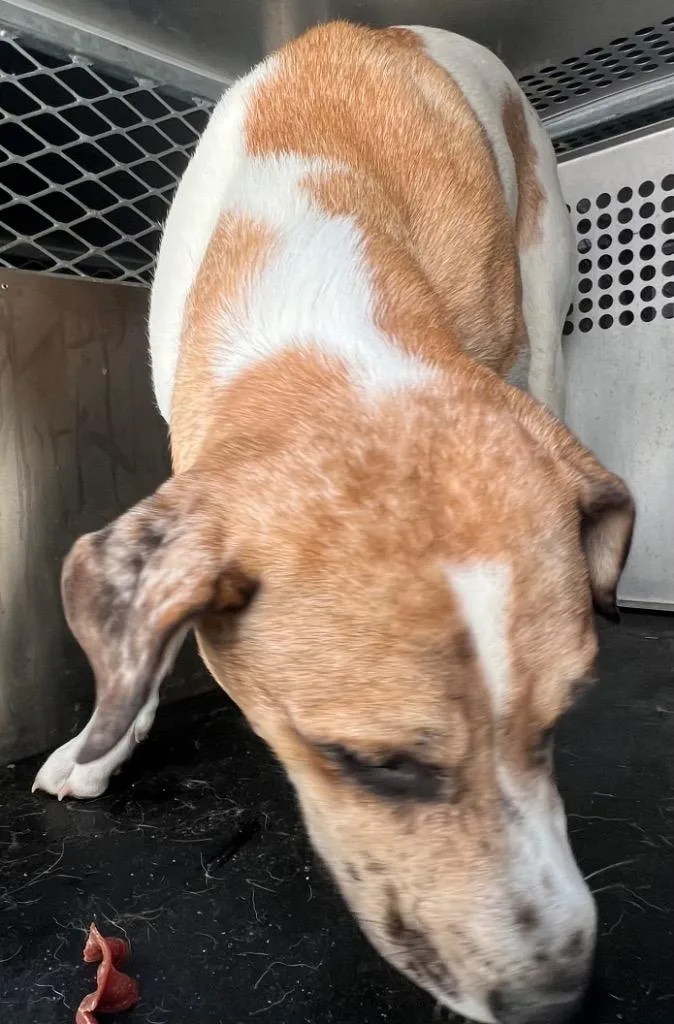 A young large-sized male Mixed Breed dog named Taylor for adoption in Rome, GA