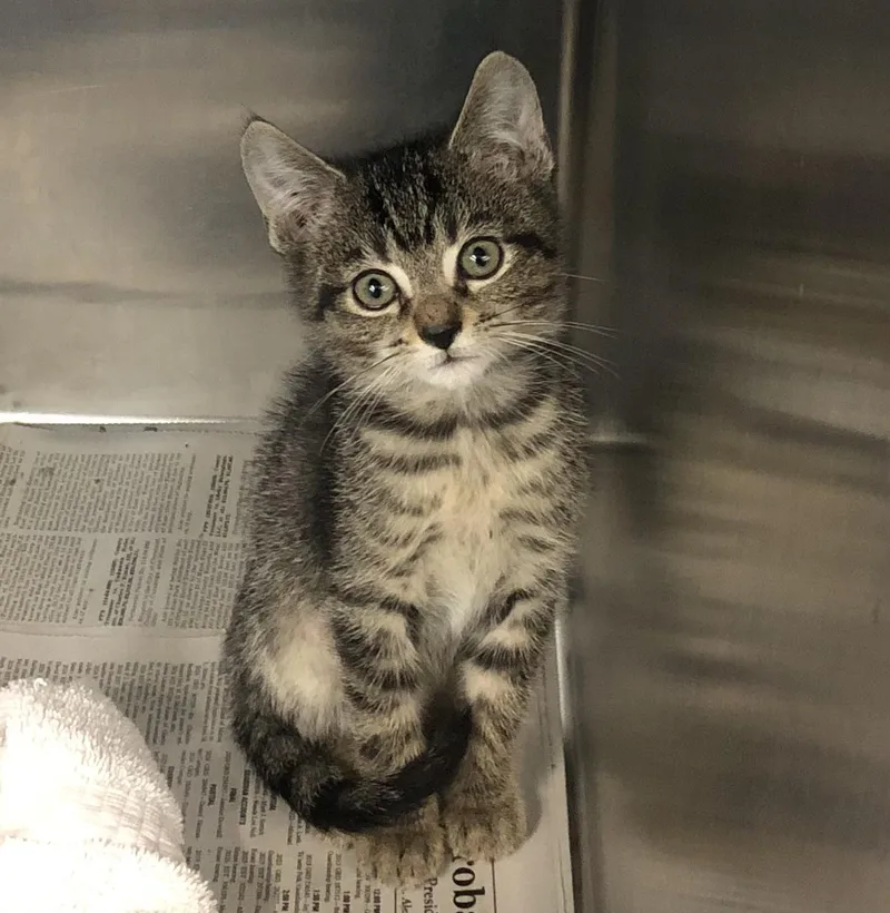 A baby medium-sized male Tabby (Brown / Chocolate) Domestic Short Hair cat named Ron for adoption in Parma, OH