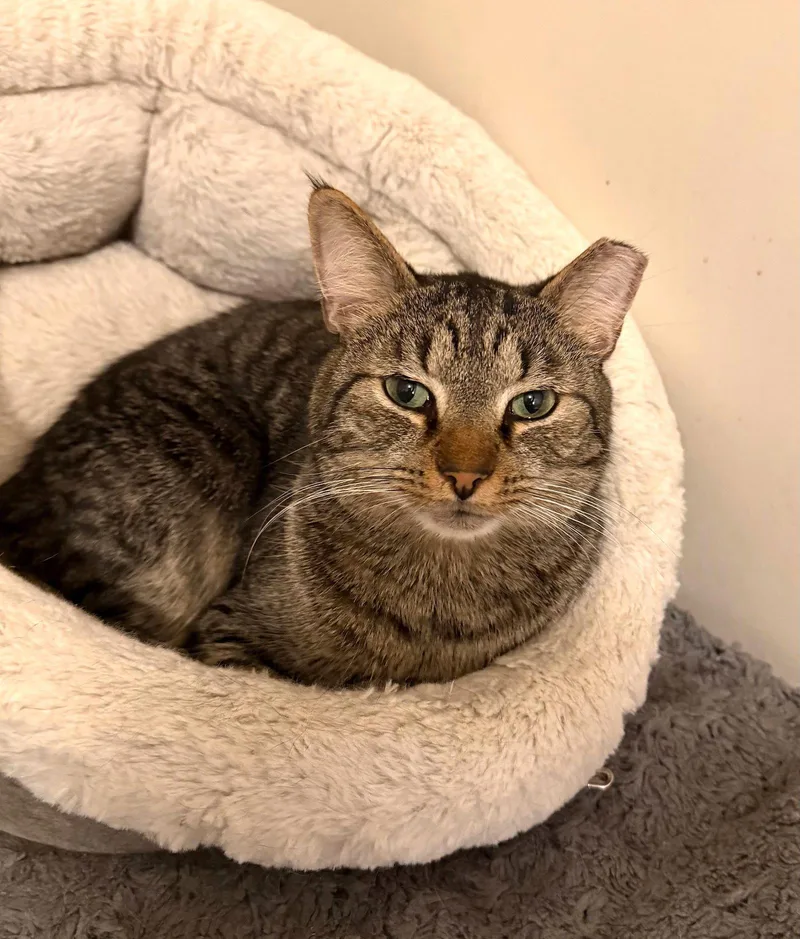 A young medium-sized male Tabby cat named Pancho for adoption in Brooklyn, NY