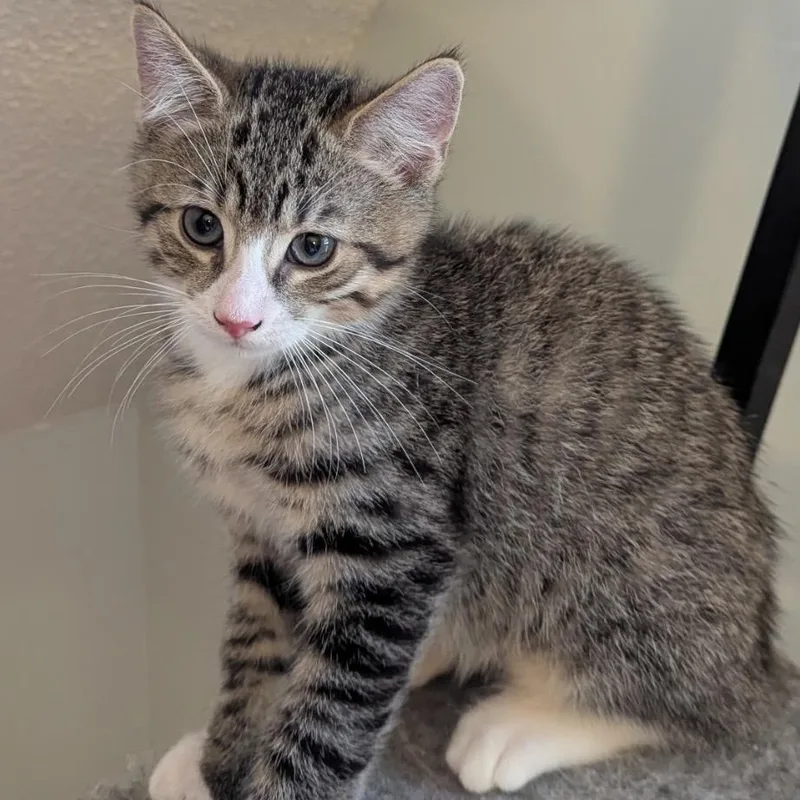 A baby medium-sized male Tabby (Brown / Chocolate) American Shorthair cat named Goose for adoption in East Hartford , CT