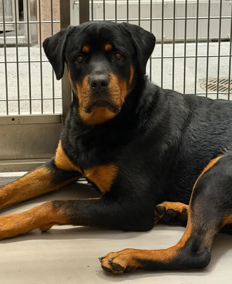 A young large-sized male Black Rottweiler dog named Billie for adoption in Oswego, IL