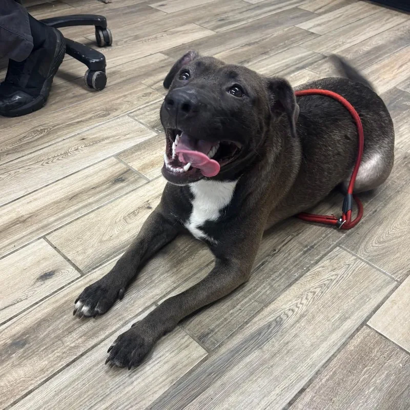 A young large-sized female Sable Mixed Breed dog named Diamond for adoption in Henderson, KY