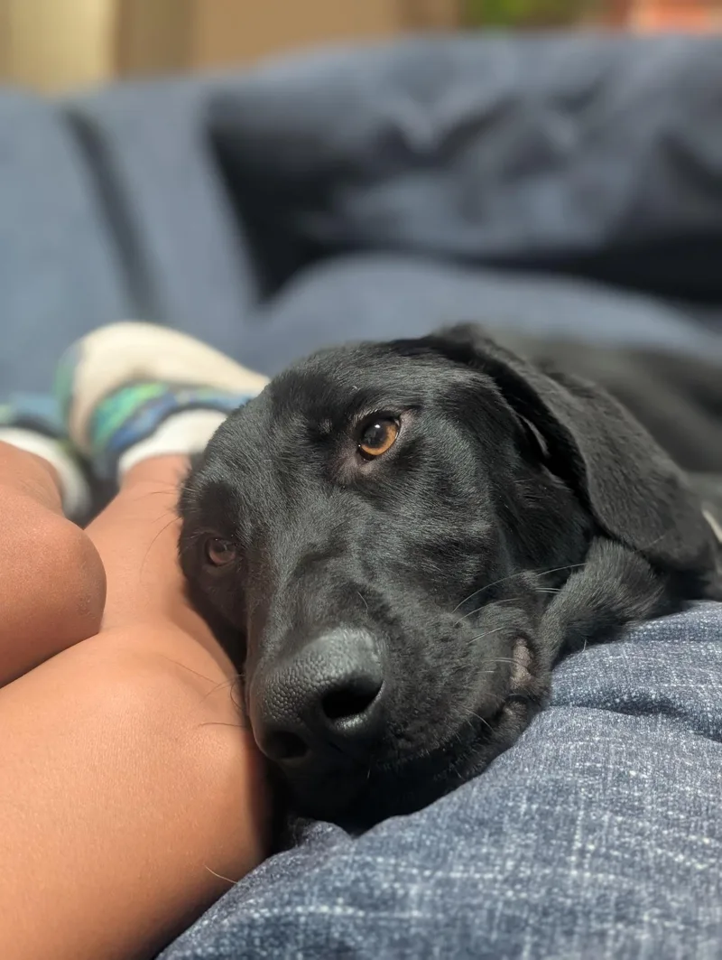 An adult large-sized male Black Labrador Retriever dog named Nero for adoption in Sandia Park, NM