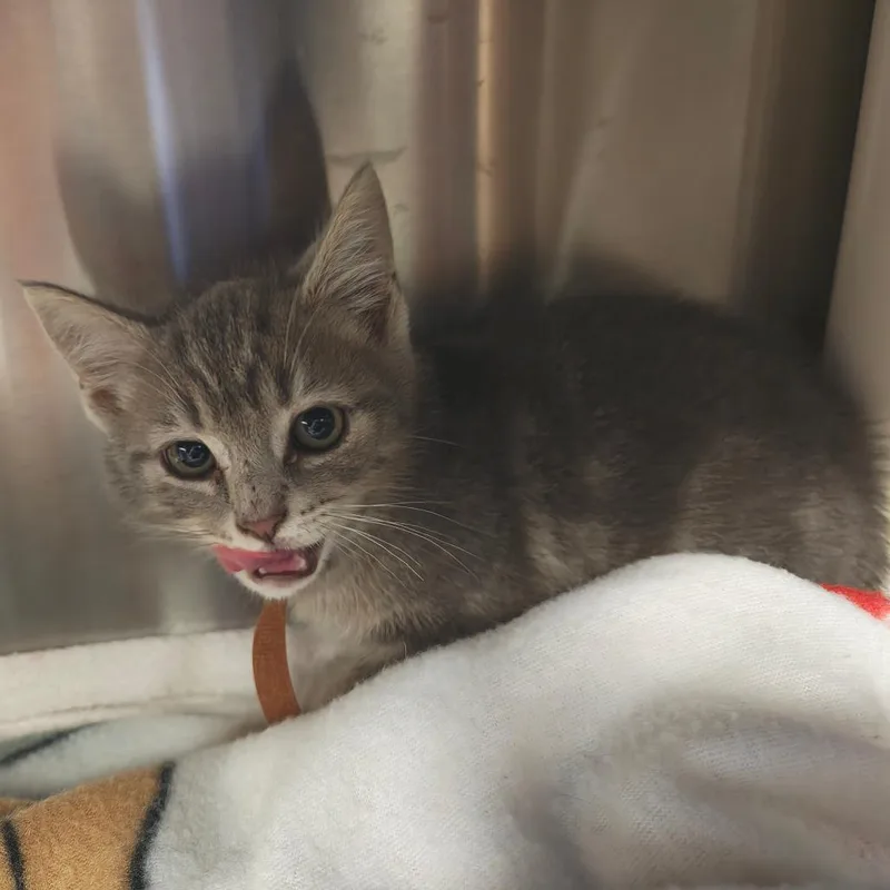 A baby small-sized male Gray / Blue / Silver Domestic Short Hair cat named Mater for adoption in Hendersonville, NC