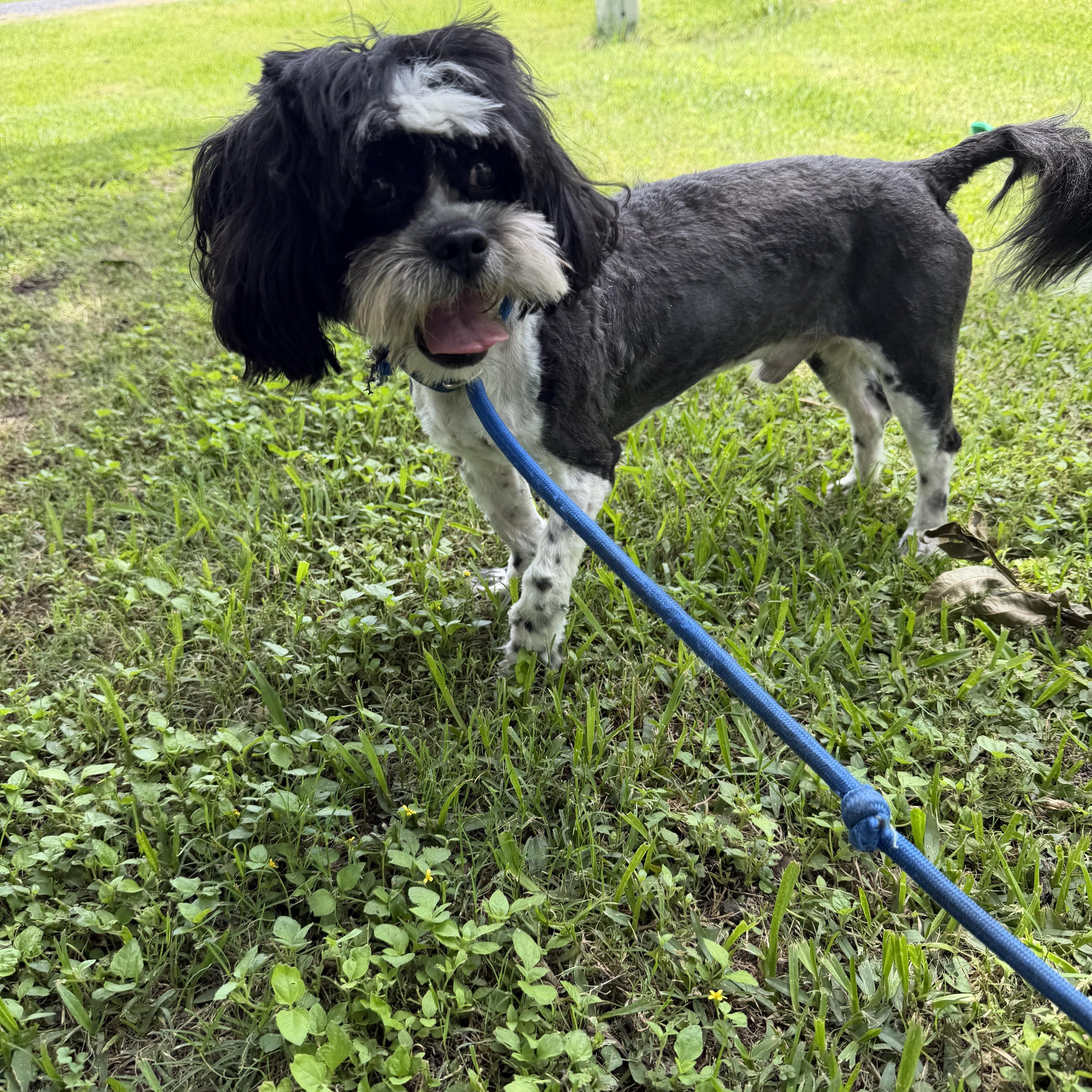 An adult small-sized male Shih Tzu dog named Hank for adoption in Louise, TX