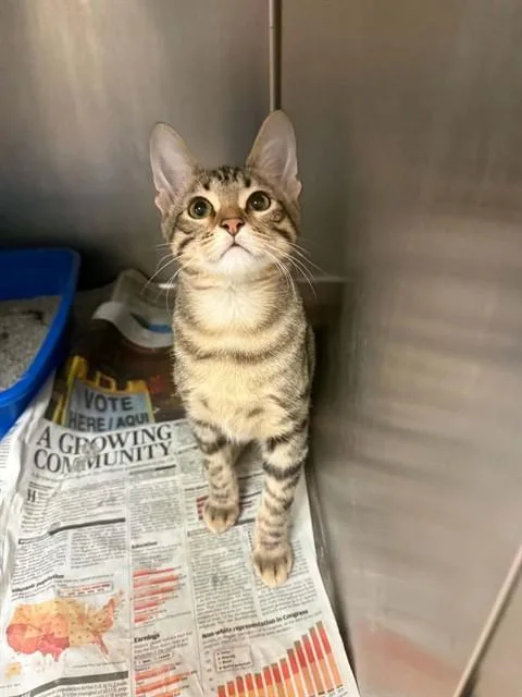 A young small-sized male Domestic Short Hair cat named Ferris Wheel for adoption in Belleville, IL
