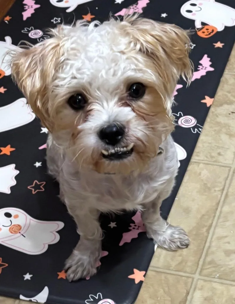 An adult small-sized male Shih Tzu dog named Chato for adoption in merrillville, IN