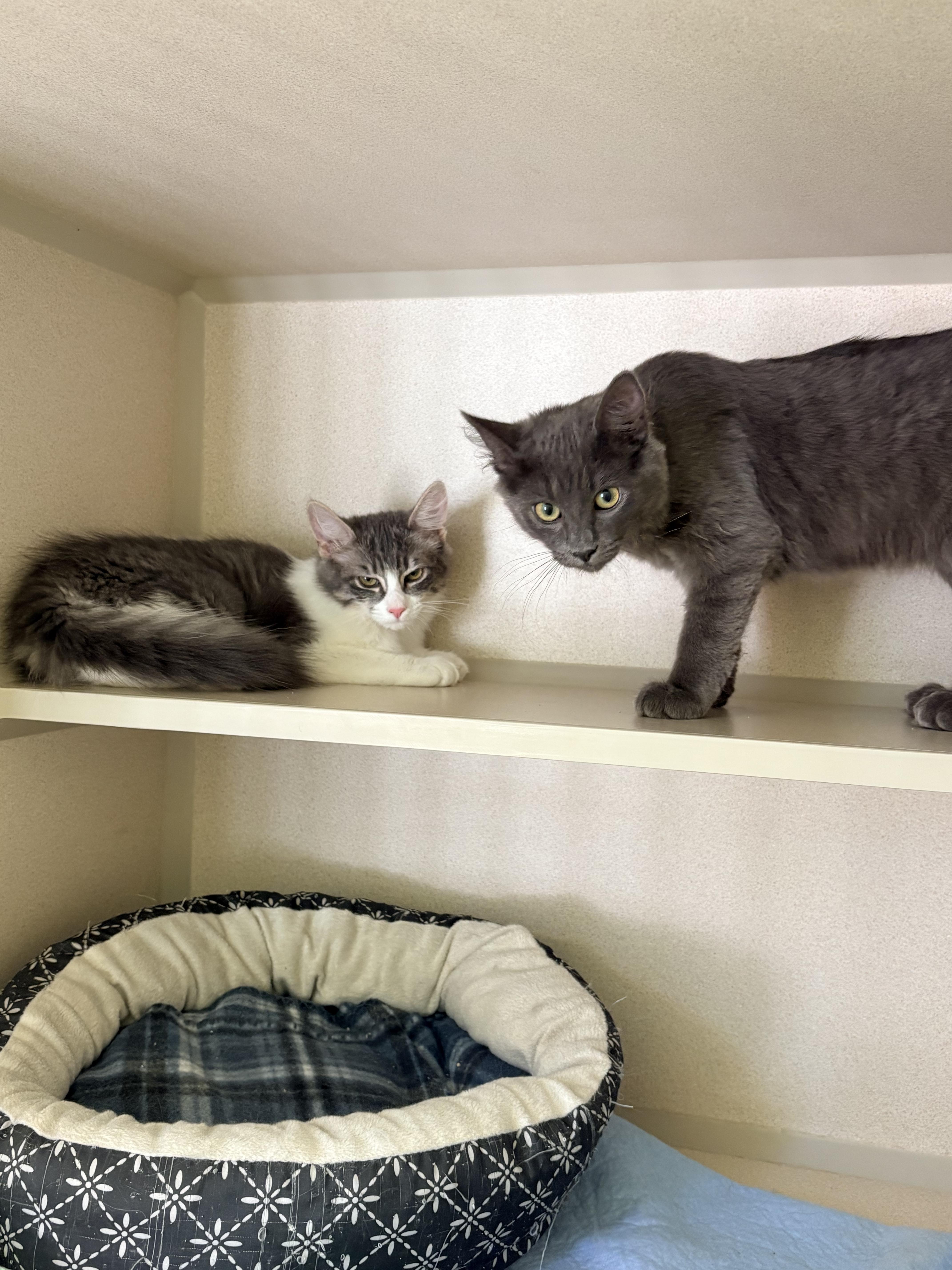 Orion and Stella