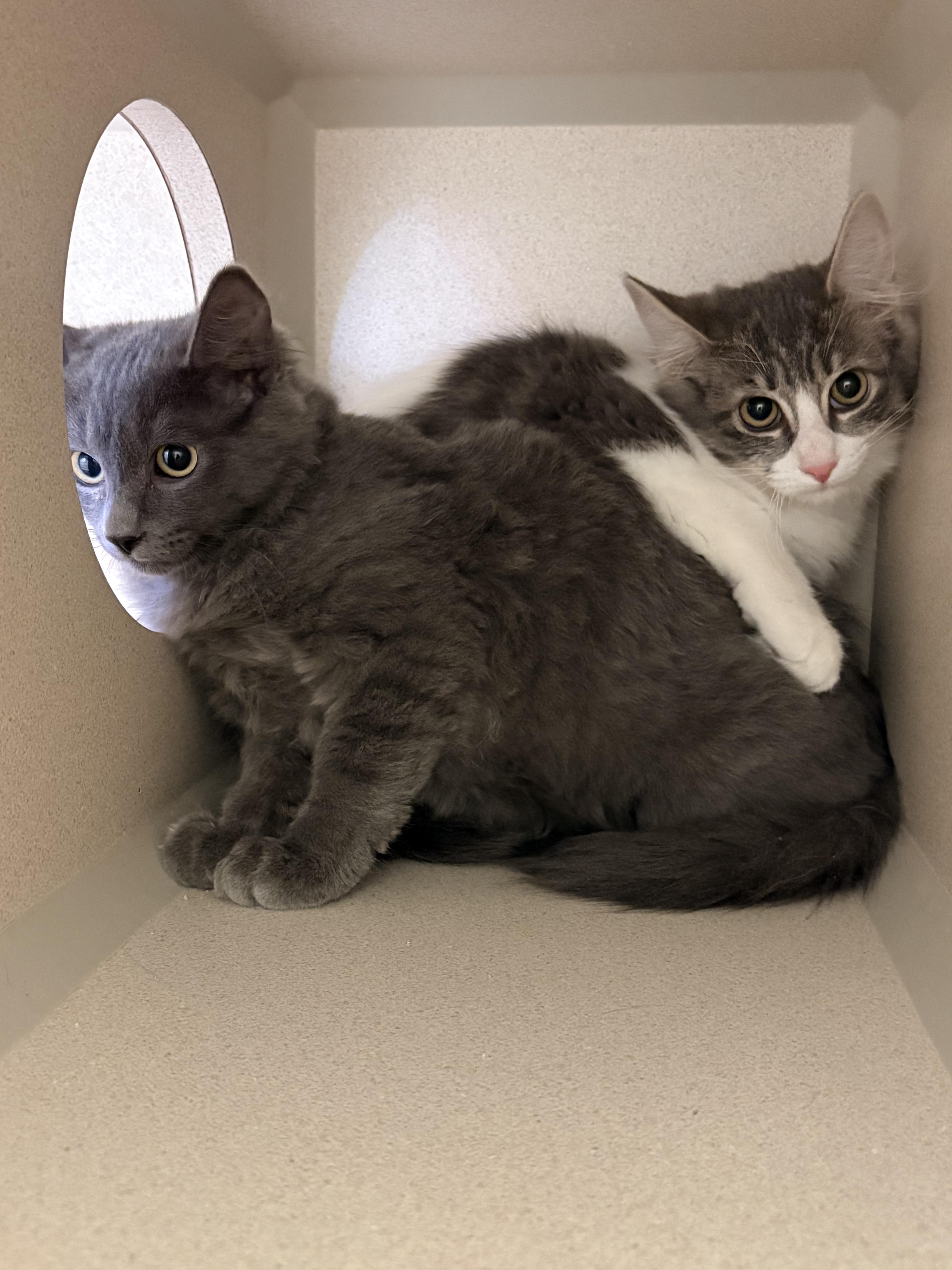 Orion and Stella thumbnail 2