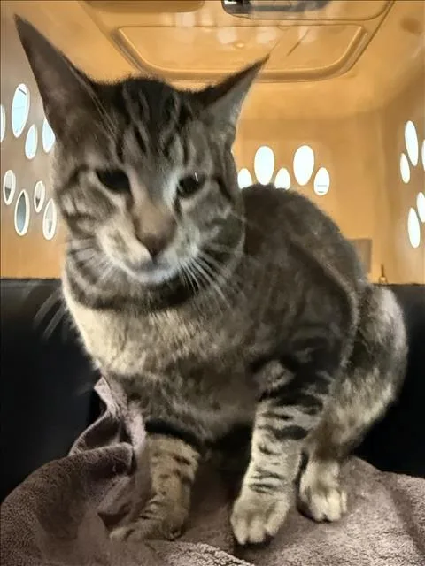 An adult large-sized male Domestic Short Hair cat named Milo for adoption in Chatsworth, CA