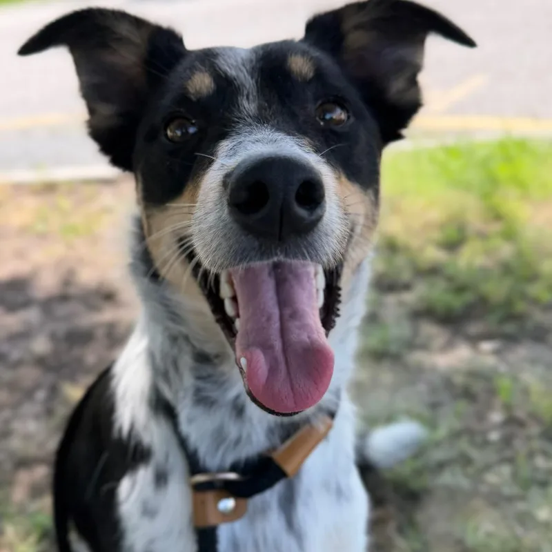 A young medium-sized female Black Cattle Dog dog named Birdie for adoption in Chesapeake, VA