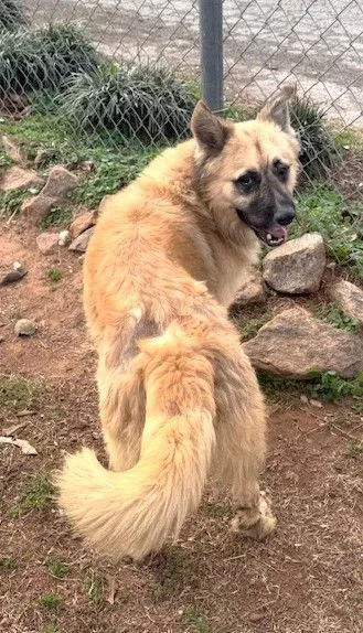 An adult large-sized male Akita dog named Balto for adoption in Carrollton, GA