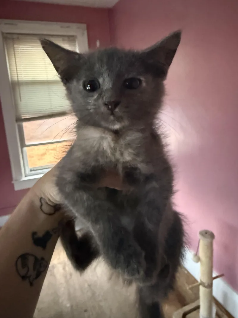 A baby small-sized female Domestic Short Hair cat named Kit for adoption in Bethel Park, PA