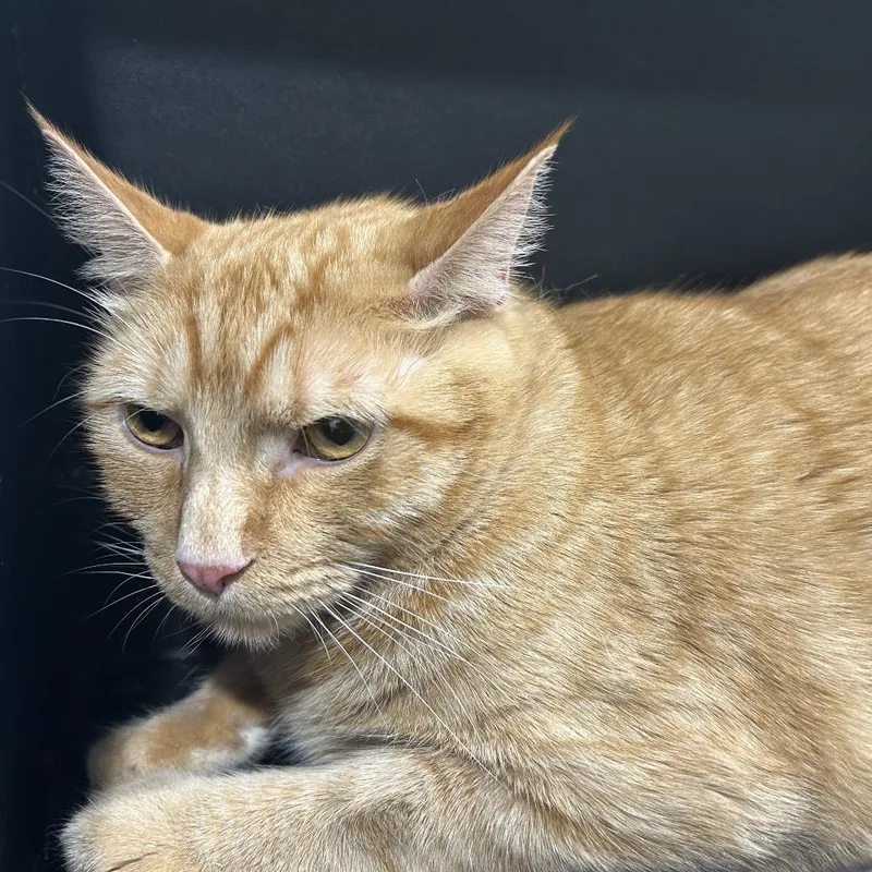 An adult extra large-sized male Orange / Red Domestic Short Hair cat named Georgie for adoption in Tampa, FL
