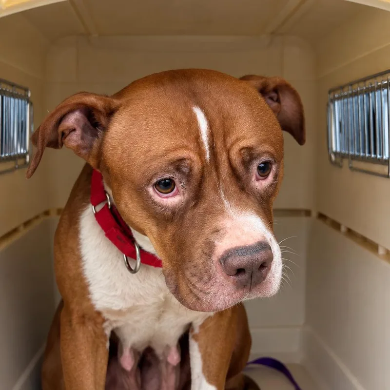 An adult medium-sized female Bullmastiff dog named JuJuBee for adoption in East Saint Louis, IL
