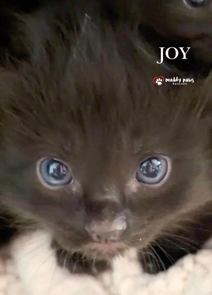 A baby small-sized female Black Domestic Short Hair cat named Storm Survivors: Joy for adoption in Council Bluffs, IA