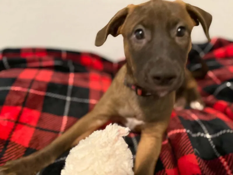 Tori puppy  Tessa thumbnail 2