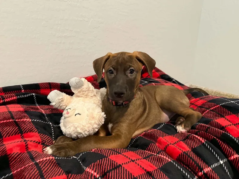Tori puppy  Tessa thumbnail 3