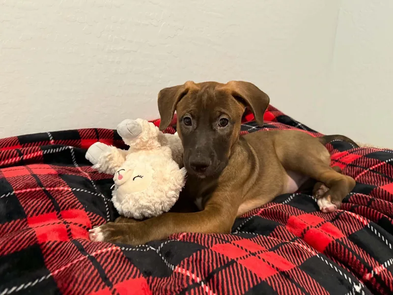 Tori puppy  Tessa thumbnail 4