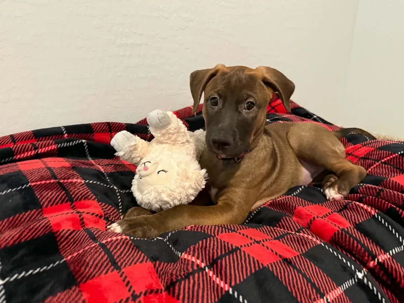 Tori puppy  Tessa thumbnail 5