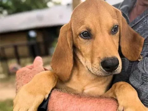 A baby large-sized female Redbone Coonhound dog named Meet Kaiser Lucy for adoption in Leawood, KS