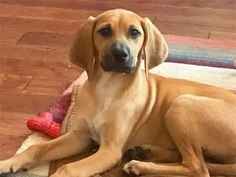 Meet Kaiser  Lucy thumbnail 3